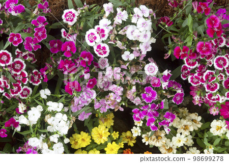 Beautiful fresh flowers for the background 98699278
