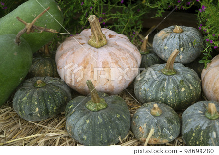 Fresh pumpkins for sale in the market Fresh pumpkins for sale in the market 98699280