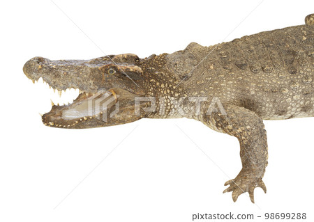 Staff crocodile isolated on white background Staff crocodile isolated on white background 98699288