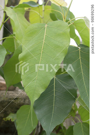 Bodhi tree or young green bodhi leaves 98699296