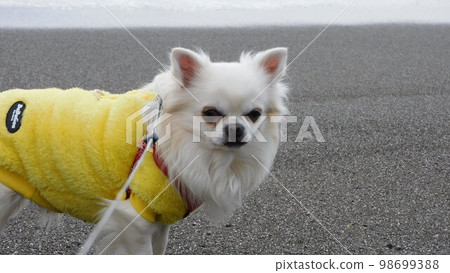 奇瓦瓦 奇瓦瓦 98699388