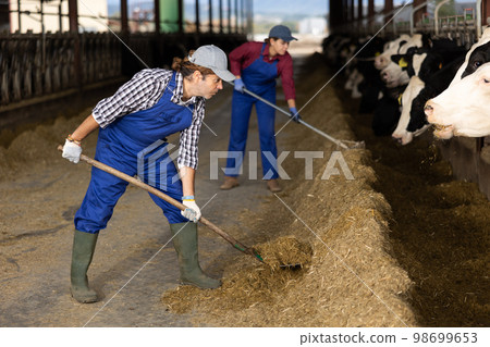 Adult male farmer feeding cows on dairy farm Adult male farmer feeding cows on dairy farm 98699653