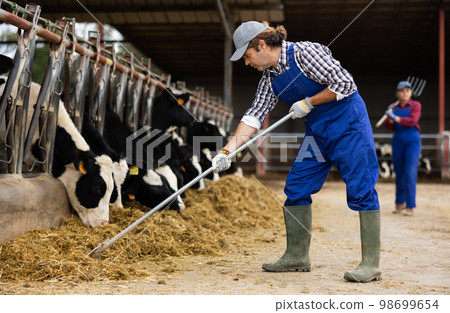 Farmer man feeds cows at dairy cow farm Farmer man feeds cows at dairy cow farm 98699654