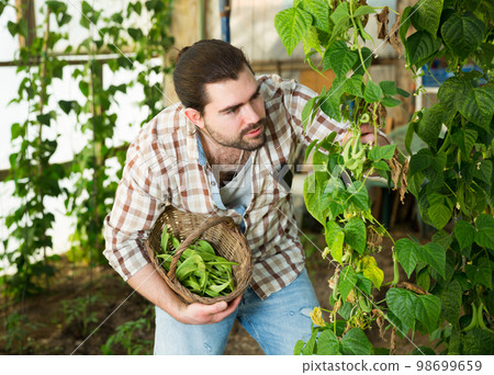 Male holding armful of broad beans 98699659