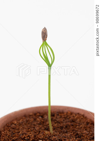 從種子發芽長成的松樹盆景(播種後 17 天) 從種子發芽長成的松樹盆景(播種後 17 天) 98699672