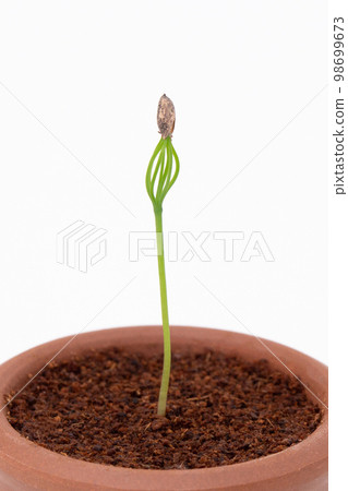從種子發芽長成的松樹盆景(播種後 17 天) 從種子發芽長成的松樹盆景(播種後 17 天) 98699673