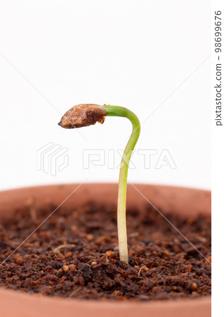 Pine bonsai grown from seed Germination (14 days after sowing) 98699676