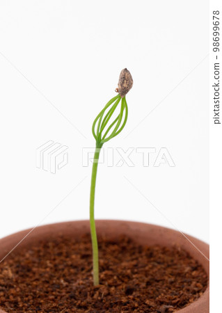 從種子發芽長成的松樹盆景(播種後 17 天) 從種子發芽長成的松樹盆景(播種後 17 天) 98699678