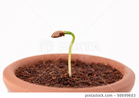 從種子發芽長成的松樹盆景(播種後 14 天) 從種子發芽長成的松樹盆景(播種後 14 天) 98699683