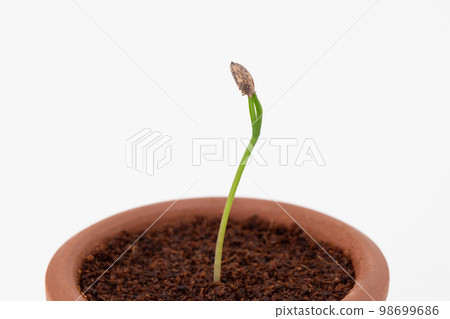 Pine bonsai grown from seed Germination (15 days after seeding) Pine bonsai grown from seed Germination (15 days after seeding) 98699686