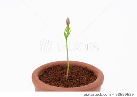 Pine bonsai grown from seed Germination (17 days after sowing) 98699689