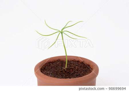 Pine bonsai grown from seed Germination (20 days after seeding) 98699694