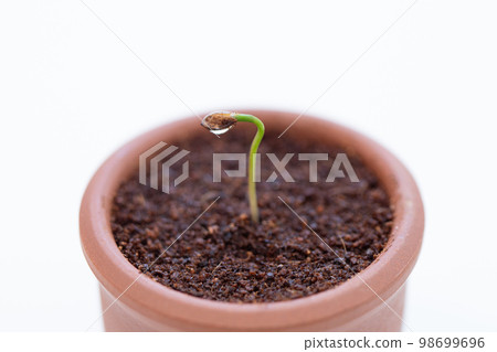 Pine bonsai grown from seed Germination (14 days after sowing) 98699696