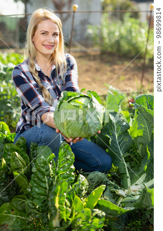 Woman harvesting cabbage Woman harvesting cabbage 98699814