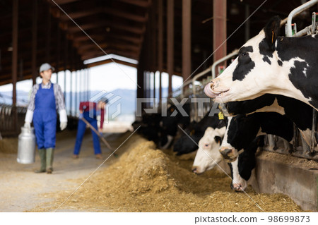 Adult male farmer with can works on dairy farm Adult male farmer with can works on dairy farm 98699873
