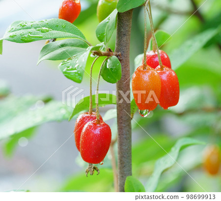 大麥樹, 水果 98699913
