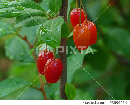 大麥樹, 水果 98699914