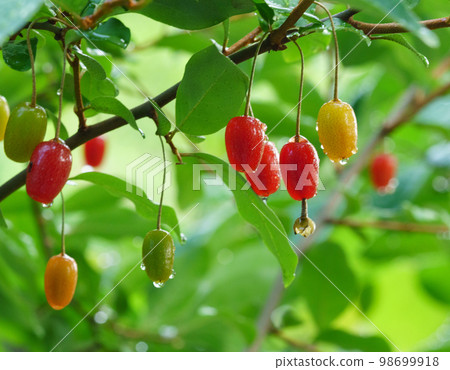 大麥樹, 水果 98699918