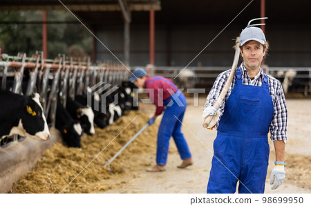 Farmer man stands with rake at cow farm Farmer man stands with rake at cow farm 98699950