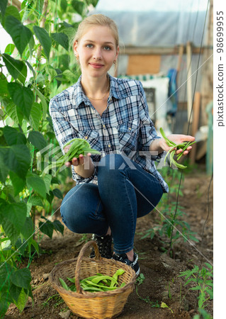 Positive girl gardener selecting fresh harvest of soybeans to basket 98699955