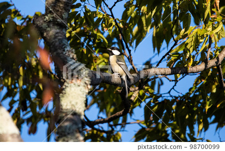 EOSR6.Hiroshima city, titmouse, overweight wild bird. EOSR6.Hiroshima city, titmouse, overweight wild bird. 98700099