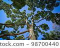 Large trees such as broccoli and parsley 98700440
