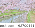 Scenery of Kawagoe surrounded by cherry blossoms in full bloom 98700441