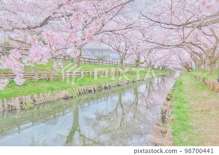 Scenery of Kawagoe surrounded by cherry blossoms in full bloom Scenery of Kawagoe surrounded by cherry blossoms in full bloom 98700441