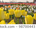 tulips at sunset 98700443