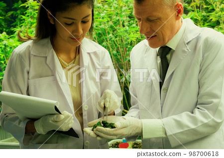 Scientists grasping gratifying heap of cannabis weed buds with tweezers. Scientists grasping gratifying heap of cannabis weed buds with tweezers. 98700618