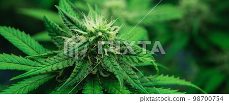 Closeup gratifying cannabis hemp with bud in grow facility, indoor farm. Closeup gratifying cannabis hemp with bud in grow facility, indoor farm. 98700754