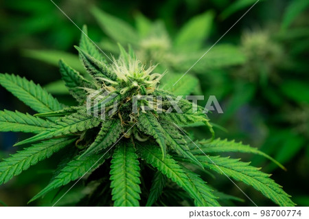 Closeup gratifying cannabis hemp with bud in grow facility, indoor farm. Closeup gratifying cannabis hemp with bud in grow facility, indoor farm. 98700774