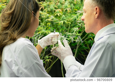 Two scientists discussing on gratifying cannabis plant in curative indoor farm. Two scientists discussing on gratifying cannabis plant in curative indoor farm. 98700809