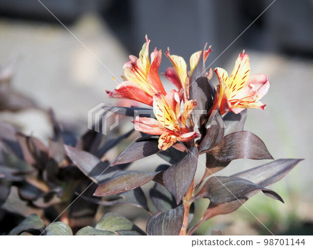 六出花品種 Indian Summer 98701144