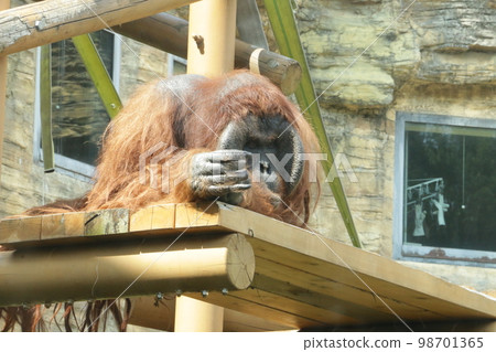 A bored orangutan on a languid afternoon 98701365