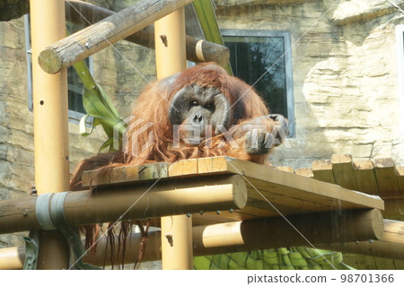 A bored orangutan on a languid afternoon 98701366