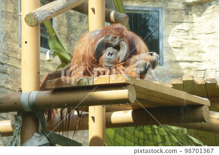 A bored orangutan on a languid afternoon 98701367