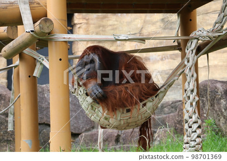 A bored orangutan on a languid afternoon A bored orangutan on a languid afternoon 98701369