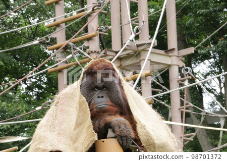 一隻無聊的猩猩在一個慵懶的下午 98701372