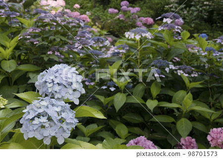 繡球花初夏風光-102 98701573