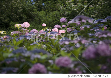 繡球花初夏風光-103 98701574