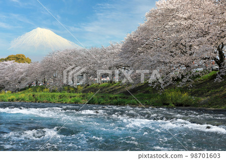 從富士市龍巖淵看櫻花盛開和富士山 98701603