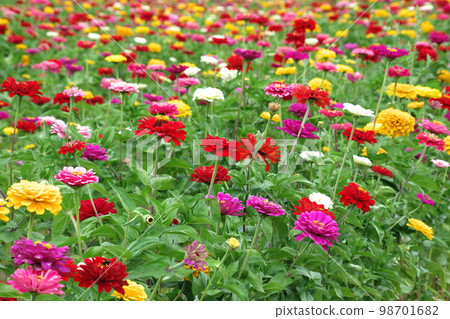 Zinnia in full bloom Zinnia in full bloom 98701682