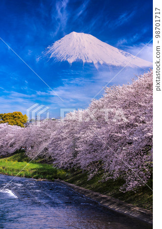 View of cherry blossoms in full bloom and Mt.Fuji from Tatsuganbuchi, Fuji city View of cherry blossoms in full bloom and Mt.Fuji from Tatsuganbuchi, Fuji city 98701717