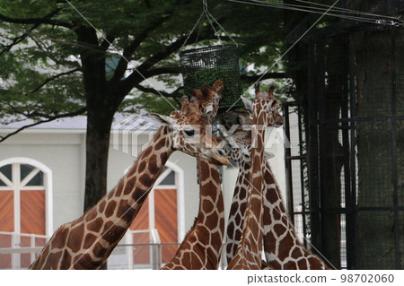 tall giraffe tall giraffe 98702060