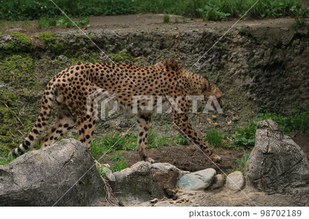 最快的野獸獵豹 最快的野獸獵豹 98702189