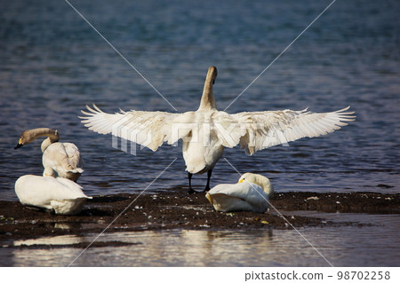 Tundra swan Tundra swan 98702258