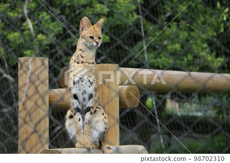 A cool serval with a long neck and slender torso 98702310