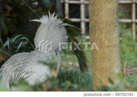 Shoebill with a large beak and sharp eyes 98702592