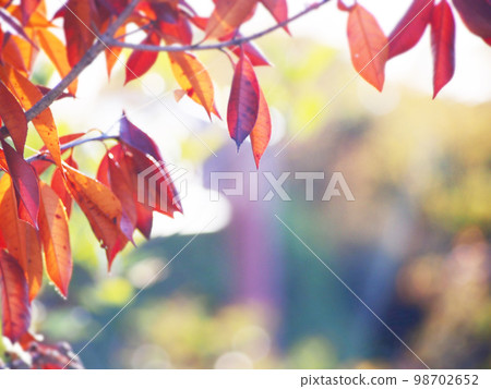 Dry winter trees Winter landscape Dry winter trees Winter landscape 98702652